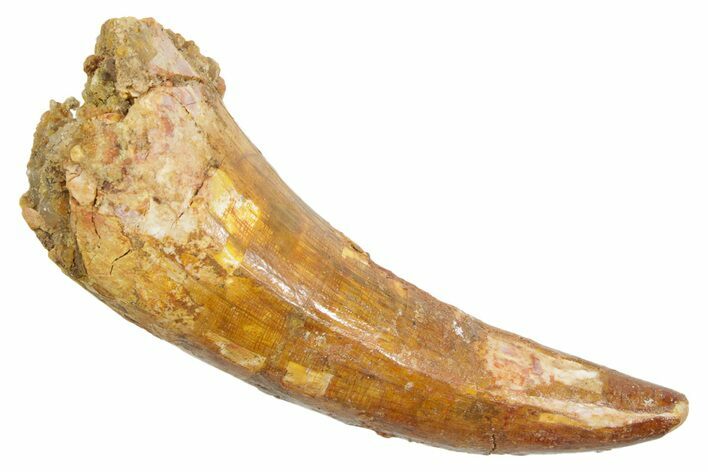 Cretaceous Fossil Crocodylomorph Tooth - Morocco #363467